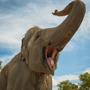 Invita Gobierno de Cholula a participar en la iniciativa "Verde Navidad"