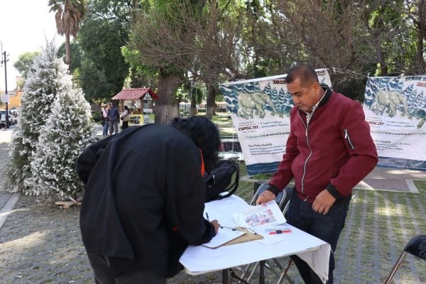 Promueve Gobierno de San Pedro Cholula el reciclaje de árboles de Navidad A través del programa “Verde Navidad”, se entregan pases 2x1 para Africam Safari